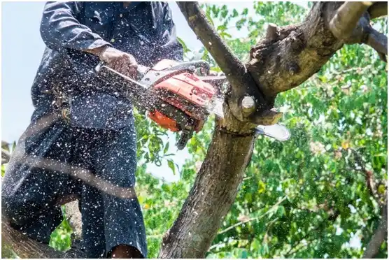 tree services South Barre